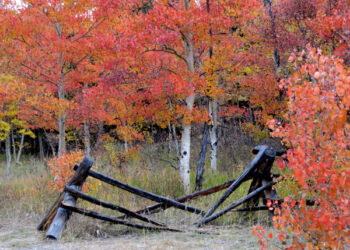 Predicting aspen colors