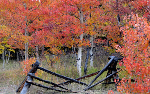 Predicting aspen colors