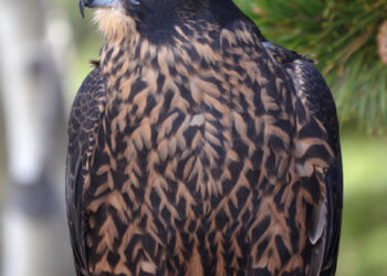 In “hawk heaven” with birds of prey
