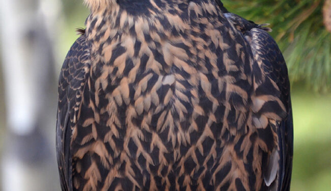 In “hawk heaven” with birds of prey