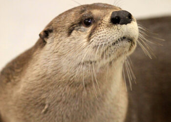 North American river otters