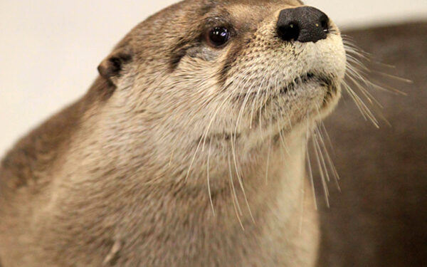 North American river otters