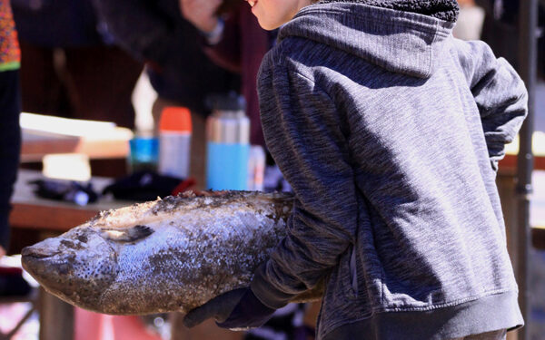 Salmon Toss at Frozen Dead Guy Days