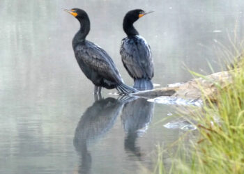 What are those birds?