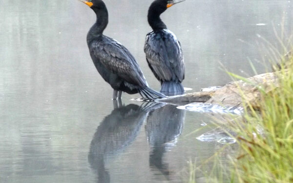 What are those birds?