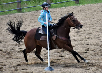 Peak to Peak Equestrian 2018 Buckle Series