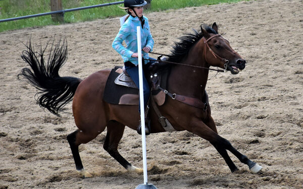 Peak to Peak Equestrian 2018 Buckle Series