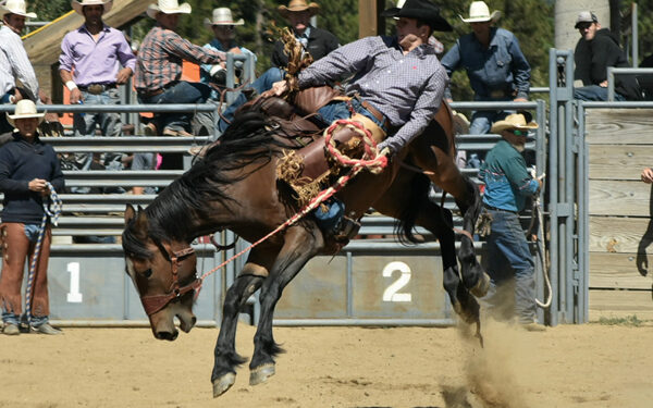 The 2018 Mardi Gras Bulls and Beads Rodeo