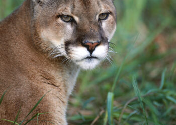 Mountain lion enters Boulder area home and stays awhile