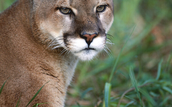 Mountain lion enters Boulder area home and stays awhile