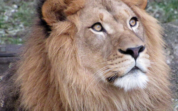 Denver Zoo gets a new “mane” man