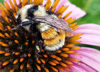 What’s all the buzz about bees?