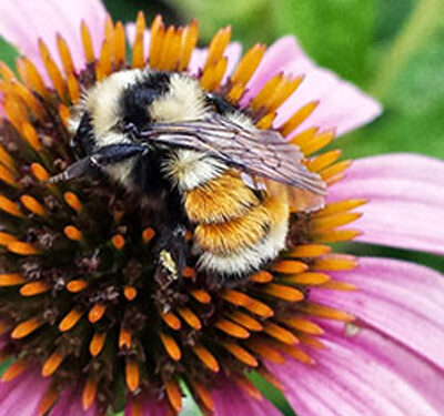 What’s all the buzz about bees?