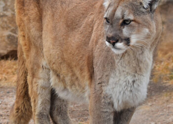 Mountain lion attacks runner