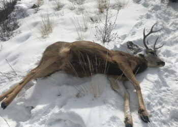 Feeding wildlife during winter does more harm than good