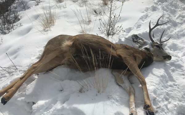 Feeding wildlife during winter does more harm than good