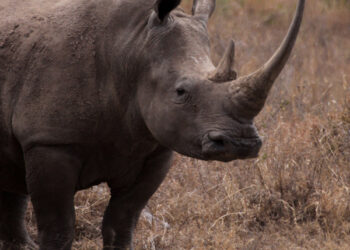 Nairobi National Park