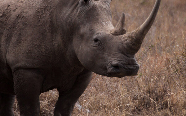 Nairobi National Park