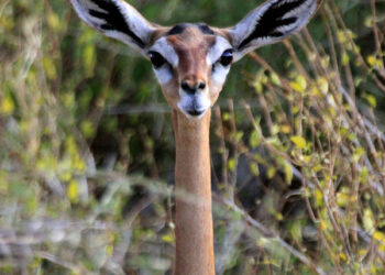 Samburu National Reserve