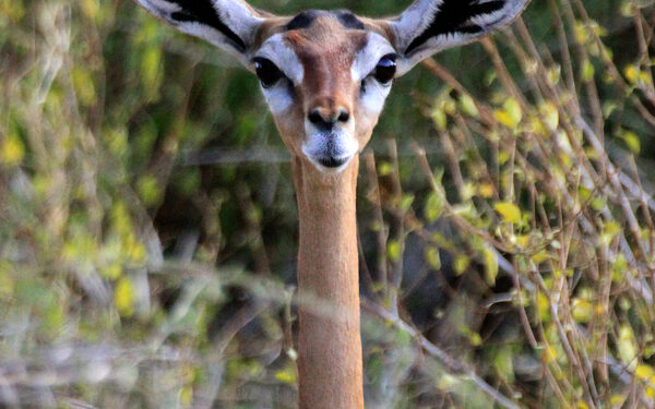 Samburu National Reserve