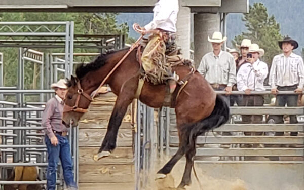 Bulls and Beads Gilpin County Rodeo!