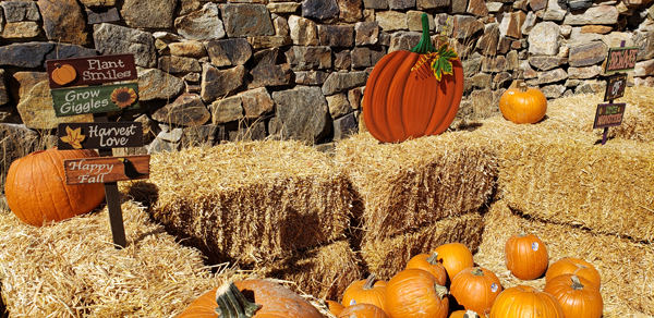 Central City’s Pumpkin Patch   