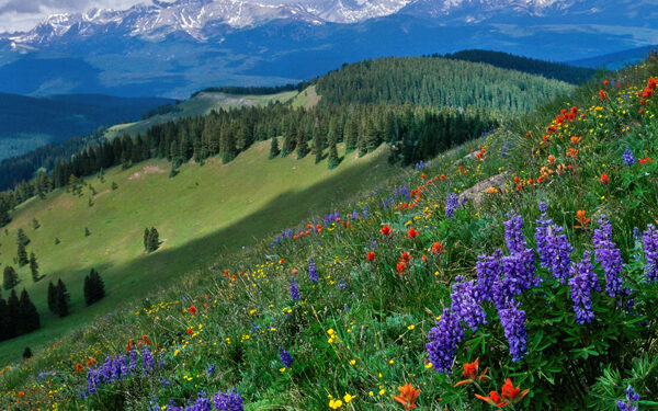 Roger Doak’s “Moments in Nature”