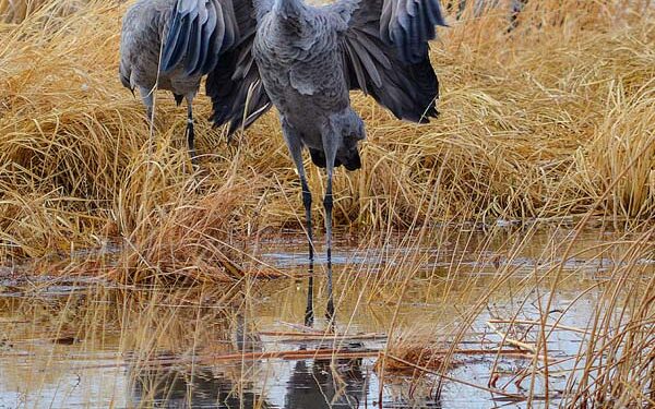 The 2020 Monte Vista Crane Festival