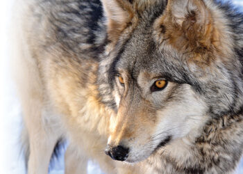 Genetics tests confirm presence of wolves in Colorado