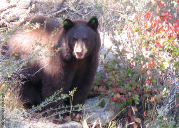 Bear sought after pouncing on tent where couple was sleeping