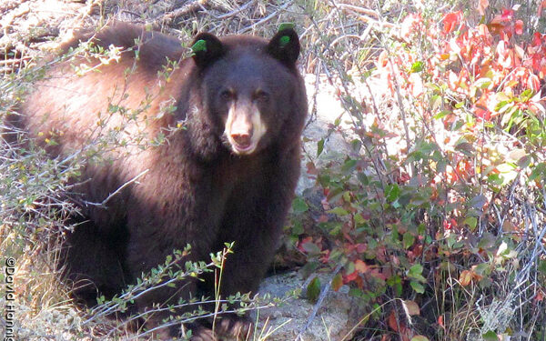 Bear sought after pouncing on tent where couple was sleeping