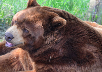 Camping and hiking in bear country