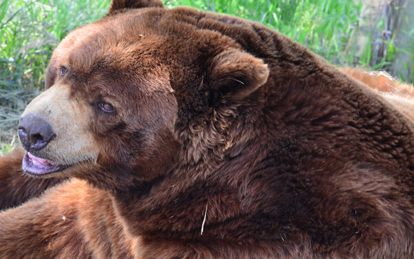 Camping and hiking in bear country