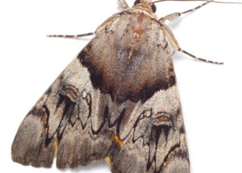 Invasion of the Miller Moths!