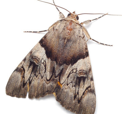 Invasion of the Miller Moths!