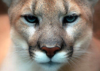 Mountain lion found napping in garage