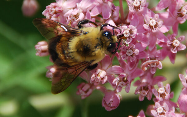 Support your native bees