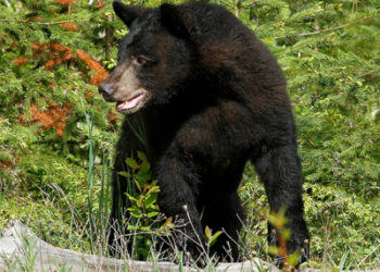 Remain “Bear Aware” when camping and hiking in Colorado bear country