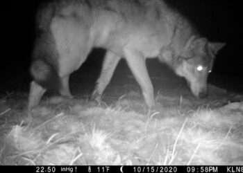 Wolves spotted roaming Colorado