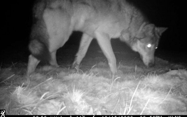 Wolves spotted roaming Colorado