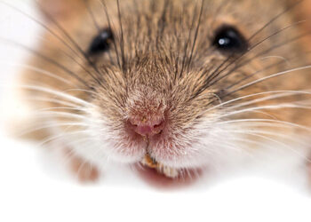 Vermin control in your vehicles