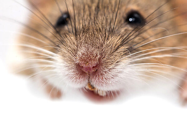 Vermin control in your vehicles