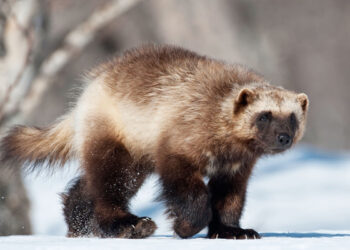 Could introduction of wolverines be next?