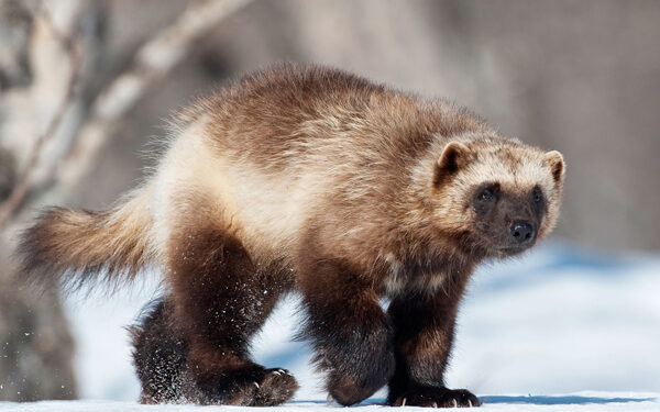 Could introduction of wolverines be next?