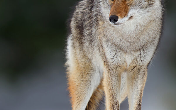 Wily facts about coyotes