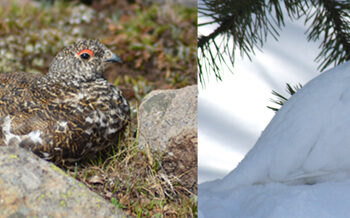 Ptarmigan in the Colorado Rockies