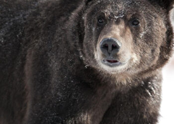 CPW finds human remains in stomachs of bears
