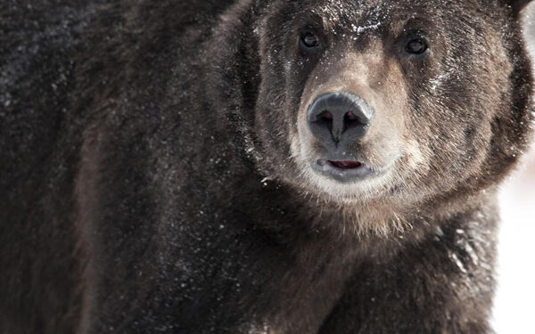 CPW finds human remains in stomachs of bears